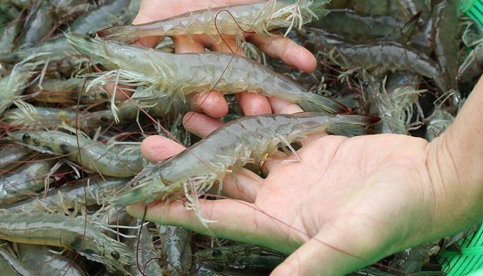 Tôm không tốt cho người mỡ máu cao